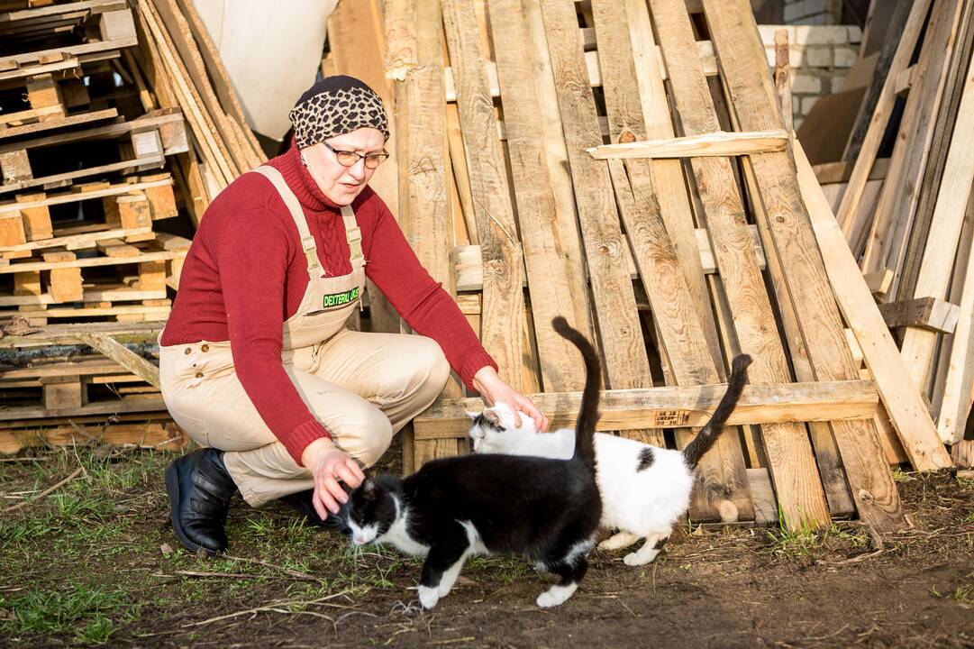 Smagurė: karvutė mielai ima duonos riekę iš šeimininkės rankų.