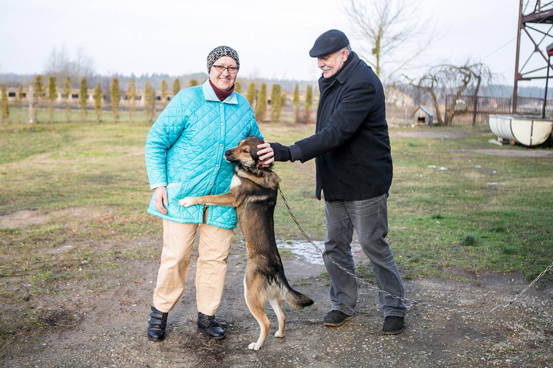 Smagurė: karvutė mielai ima duonos riekę iš šeimininkės rankų.
