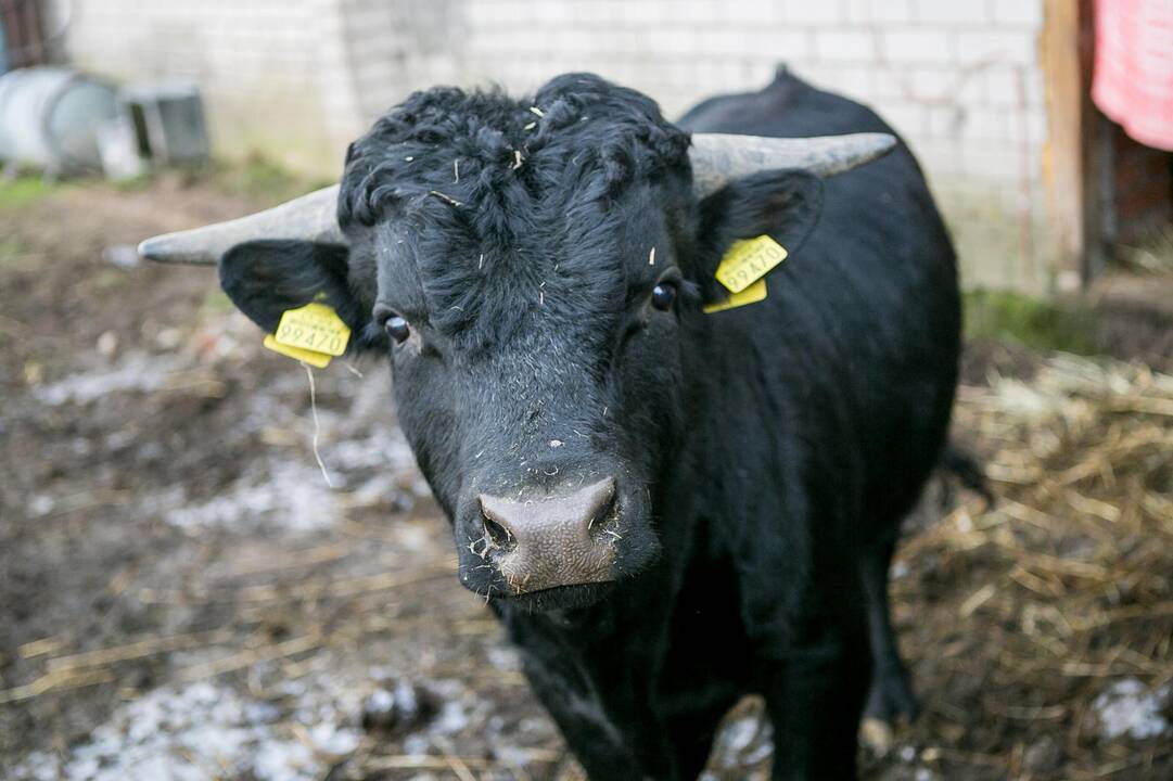 Smagurė: karvutė mielai ima duonos riekę iš šeimininkės rankų.