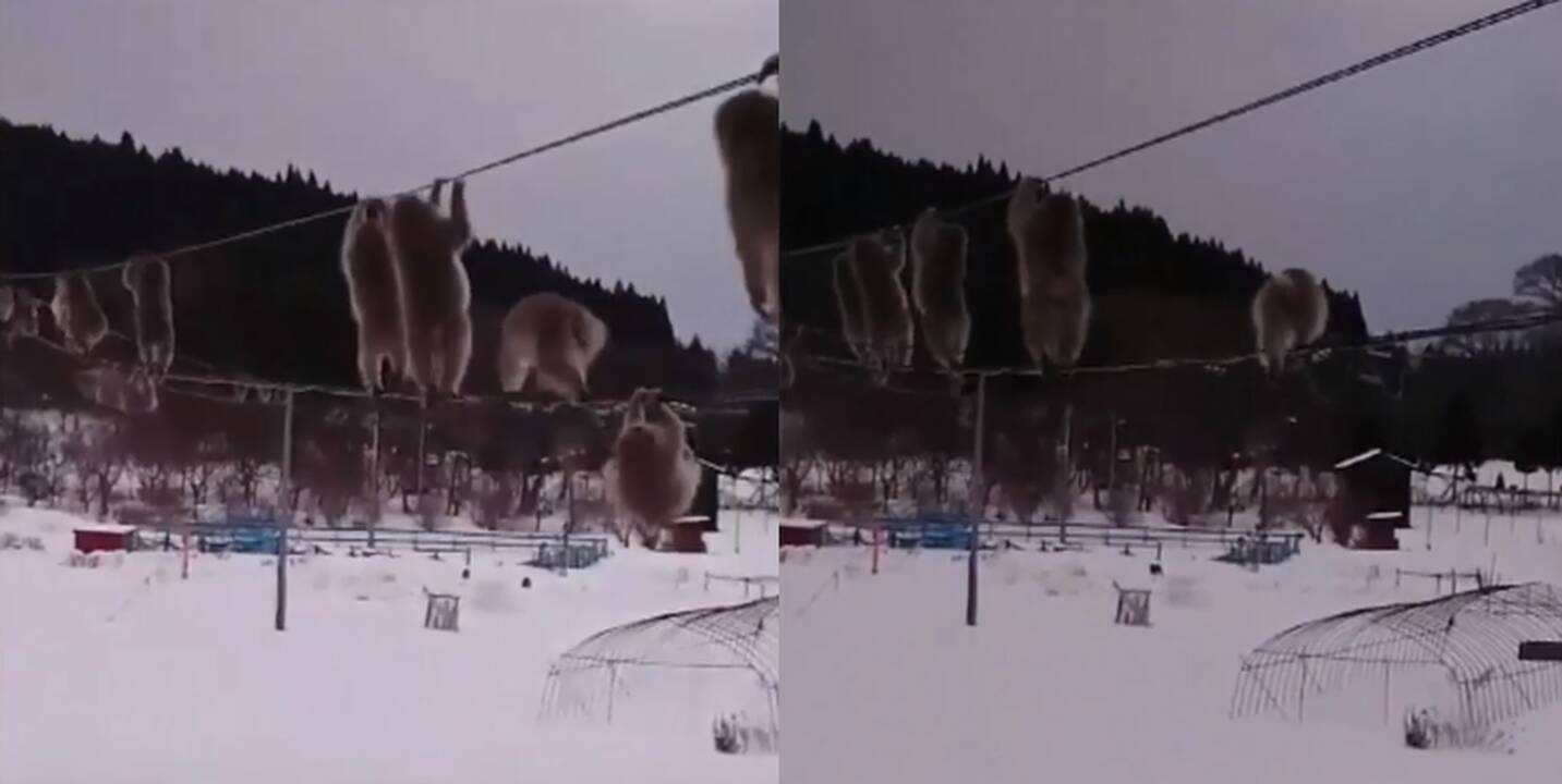 Internautus sužavėjo makakos, besikarstančios elektros laidais
