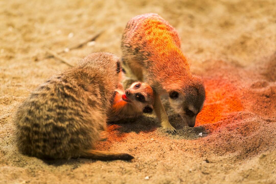 Vilniuje duris atvėrė zoologijos sodas