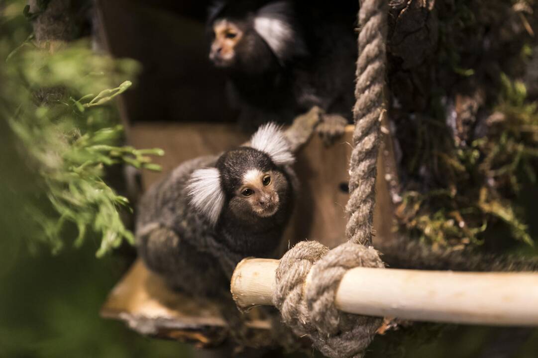 Vilniuje duris atvėrė zoologijos sodas