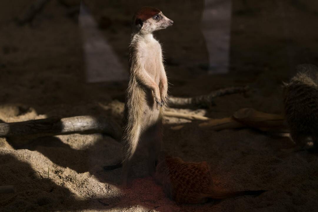 Vilniuje duris atvėrė zoologijos sodas