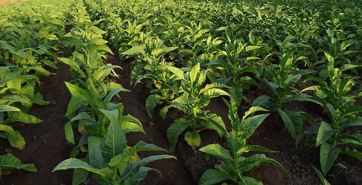Mokslininkai: „genetinis triukas“ leidžia 40 proc. padidinti augalų produktyvumą