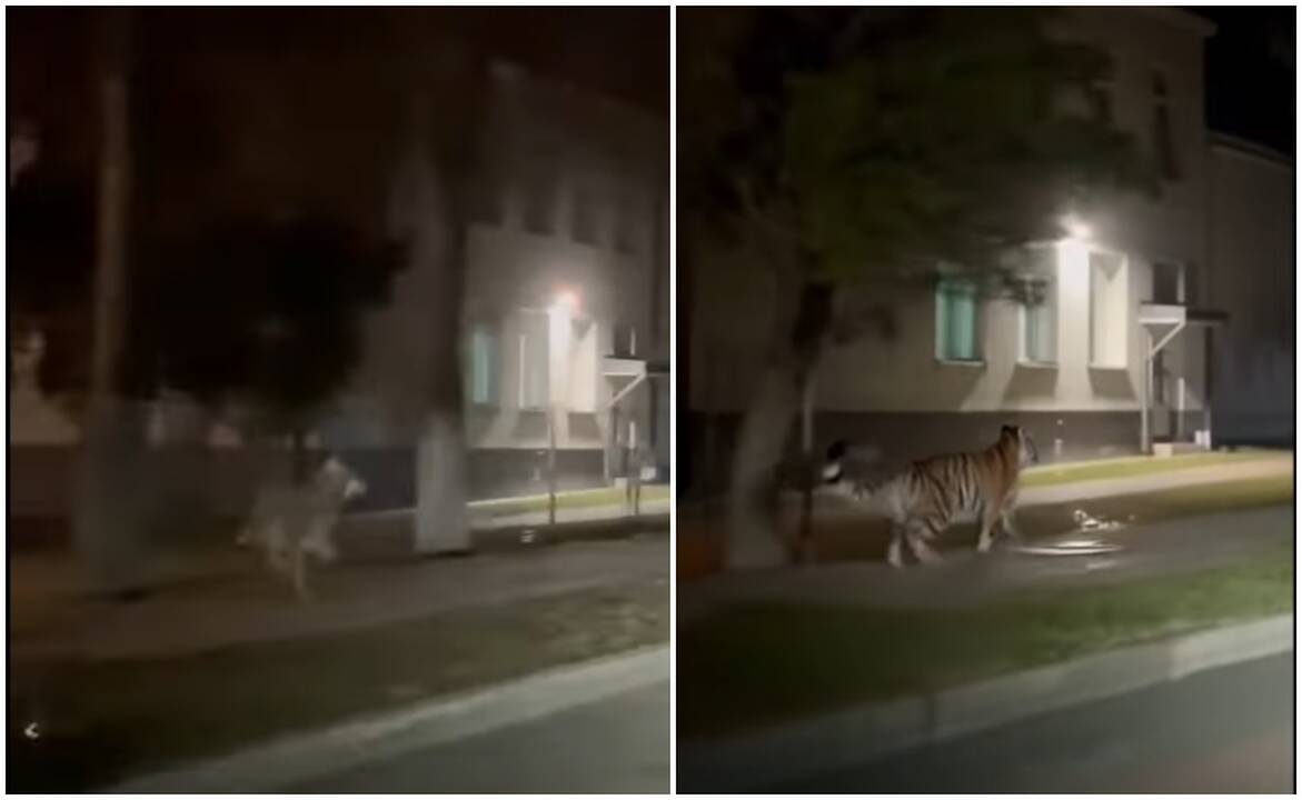 Gyventojai sunerimo dėl užklydusio vilko, o internautai rado būdų, kaip iš to pasijuokti