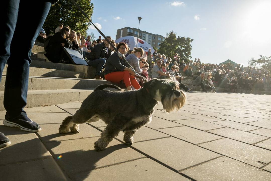 Vilniuje atidaryta poeto S. Gedos vardo alėja