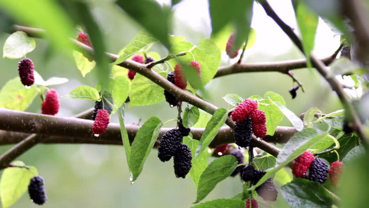Asociatyvi nuotr.