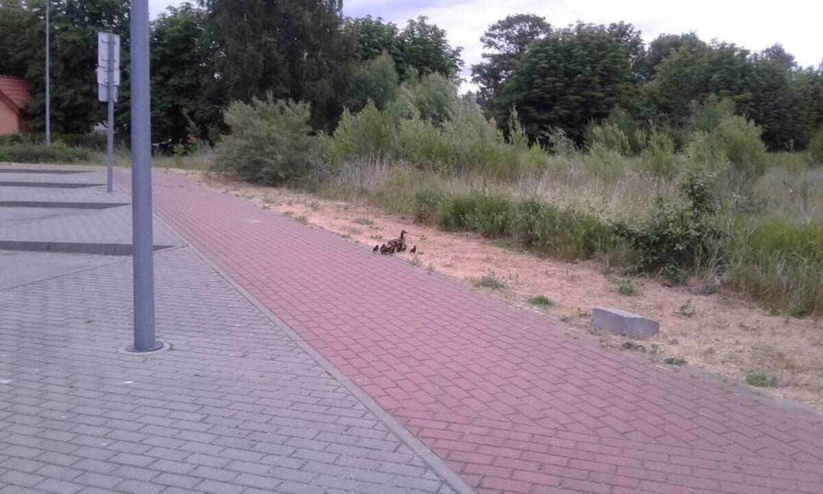 Pagalba: kariai iš šulinio ištraukė aštuonis ančiukus. Tada visa šeimynėlė nutipeno į kopas.