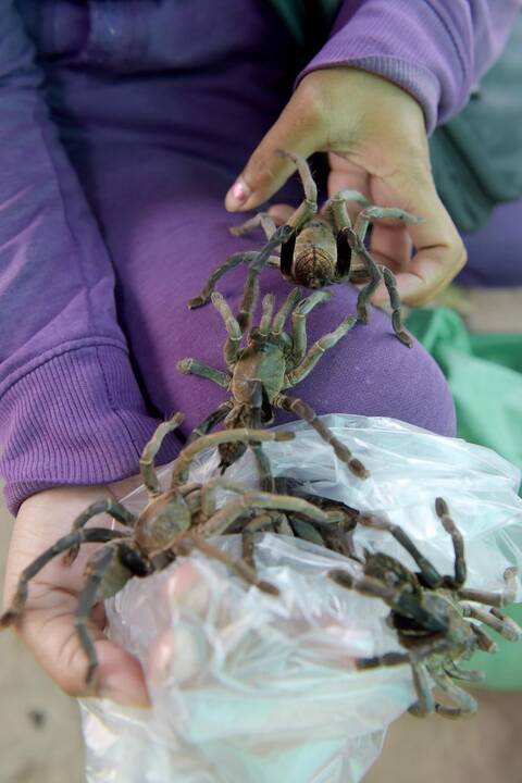 Asociatyvi nuotr.