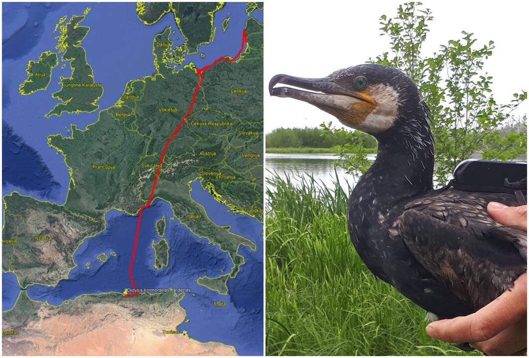 Kelionė: Placio ežere siųstuvu mokslininkų pažymėtas vienas kormoranas sugebėjo nė sykio nenutūpęs nuskristi 800 km.