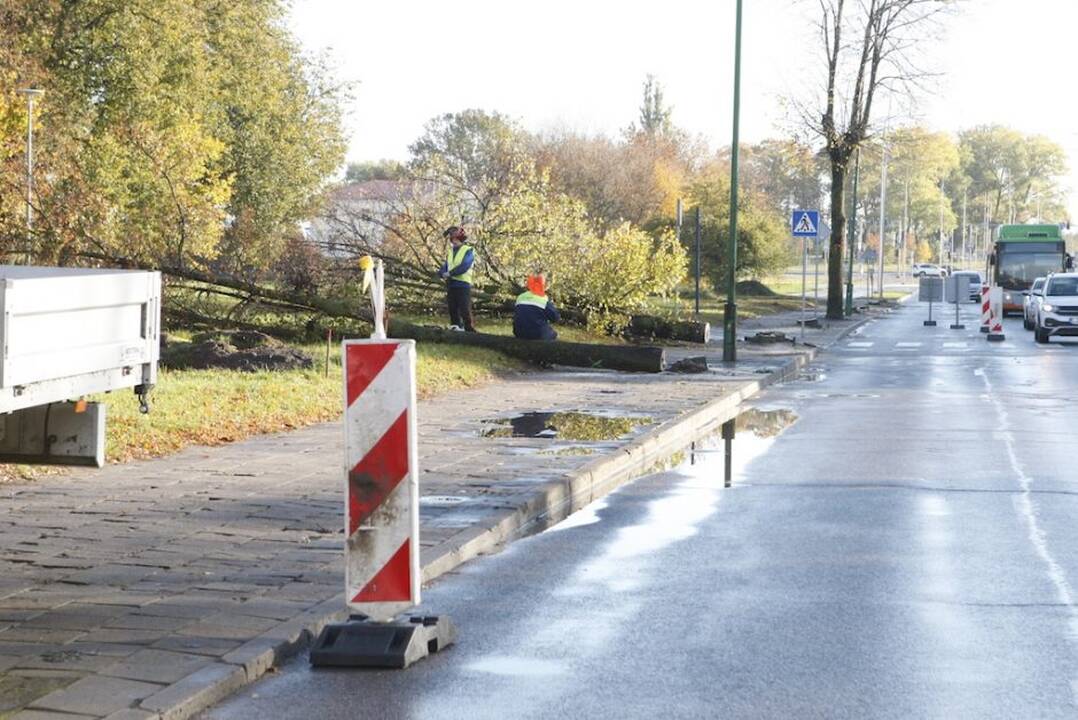 Iššūkis: jau netrukus neliks pavojų keliančių medžių, bus sutvarkytos asfalto ir pėsčiųjų bei dviračių takų dangos.