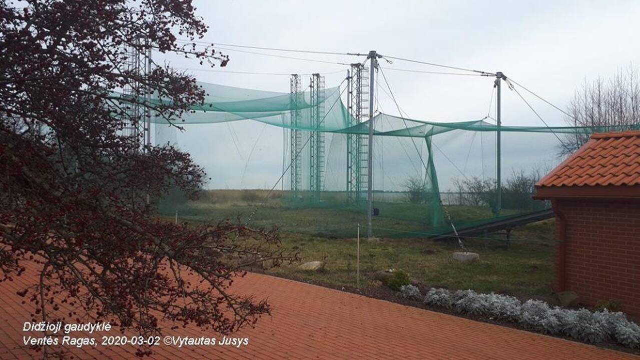 Sezonas: Ventėje pirmą kartą taip anksti iškilo didžioji paukščių gaudyklė. Vakar į tinklus įkliuvo sužieduota pirmoji šiais metais geltonoji starta.
