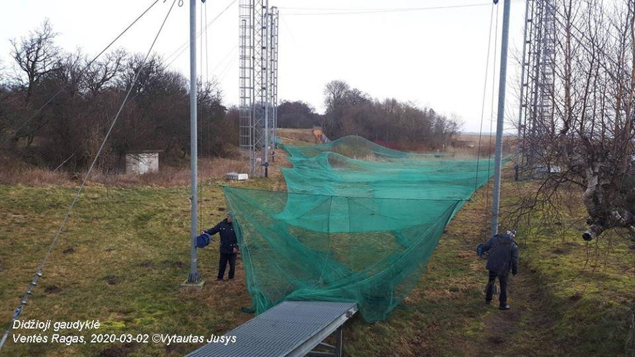 Sezonas: Ventėje pirmą kartą taip anksti iškilo didžioji paukščių gaudyklė. Vakar į tinklus įkliuvo sužieduota pirmoji šiais metais geltonoji starta.