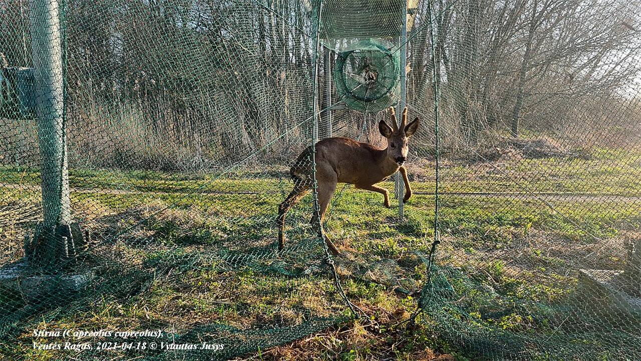 Netikėtumas: Ventės rago ornitologinėje stotyje į tinklus papuolė stirninas.