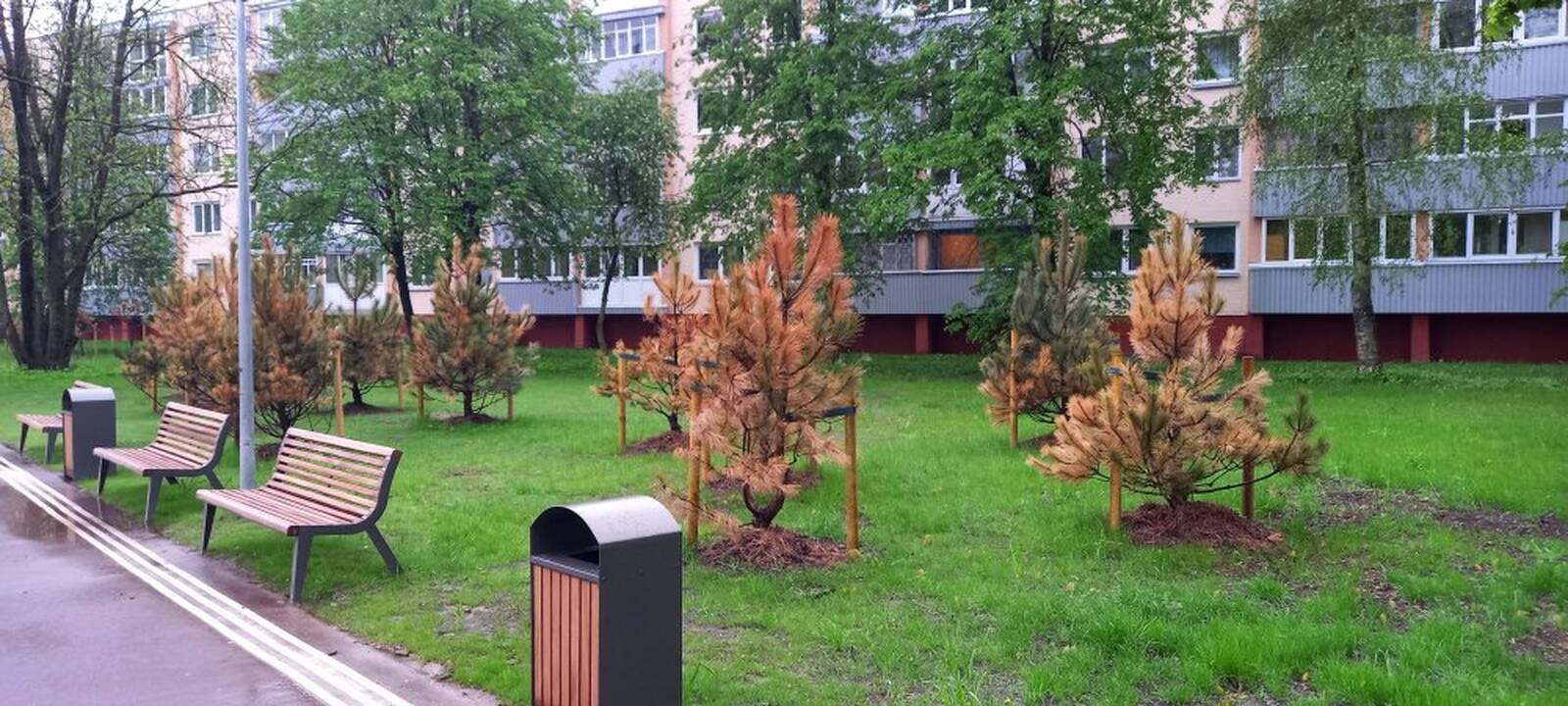 Fiasko: štai taip atrodo vasaros sulaukusios Ąžuolyno giraitės pušys, kurios turėjo tapti užuovėja ąžuoliukams.