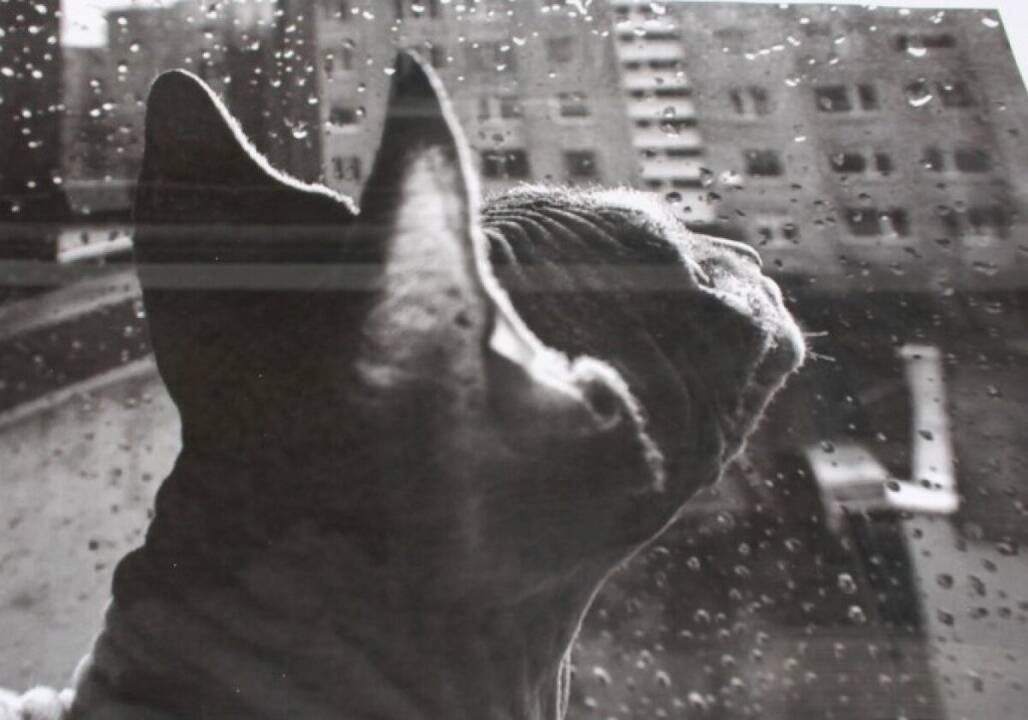 Objektai: moksleivių fotografijose kasdieniški objektai užfiksuoti netradiciniu rakursu.