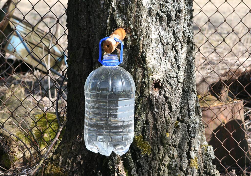 Tvarka: miškininkai primena, kad žmonės privalo laikytis taisyklių – negalima sulos tekinti iš plonesnių nei 20 cm skersmens medžių.