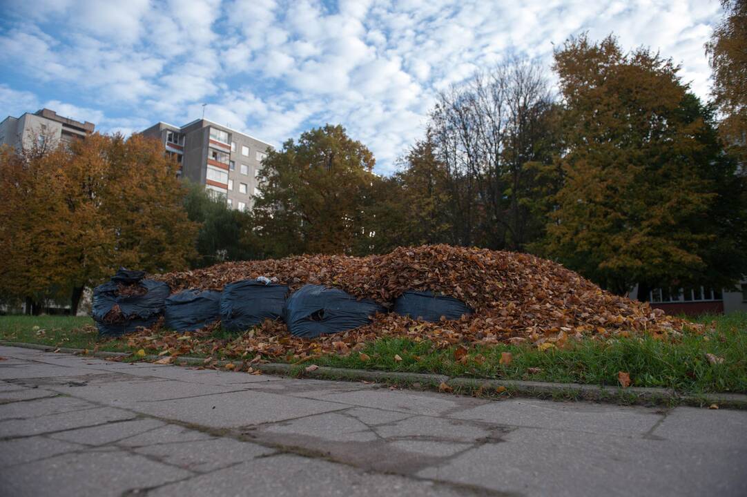 Informacija dėl žaliųjų atliekų tvarkymo Klaipėdoje