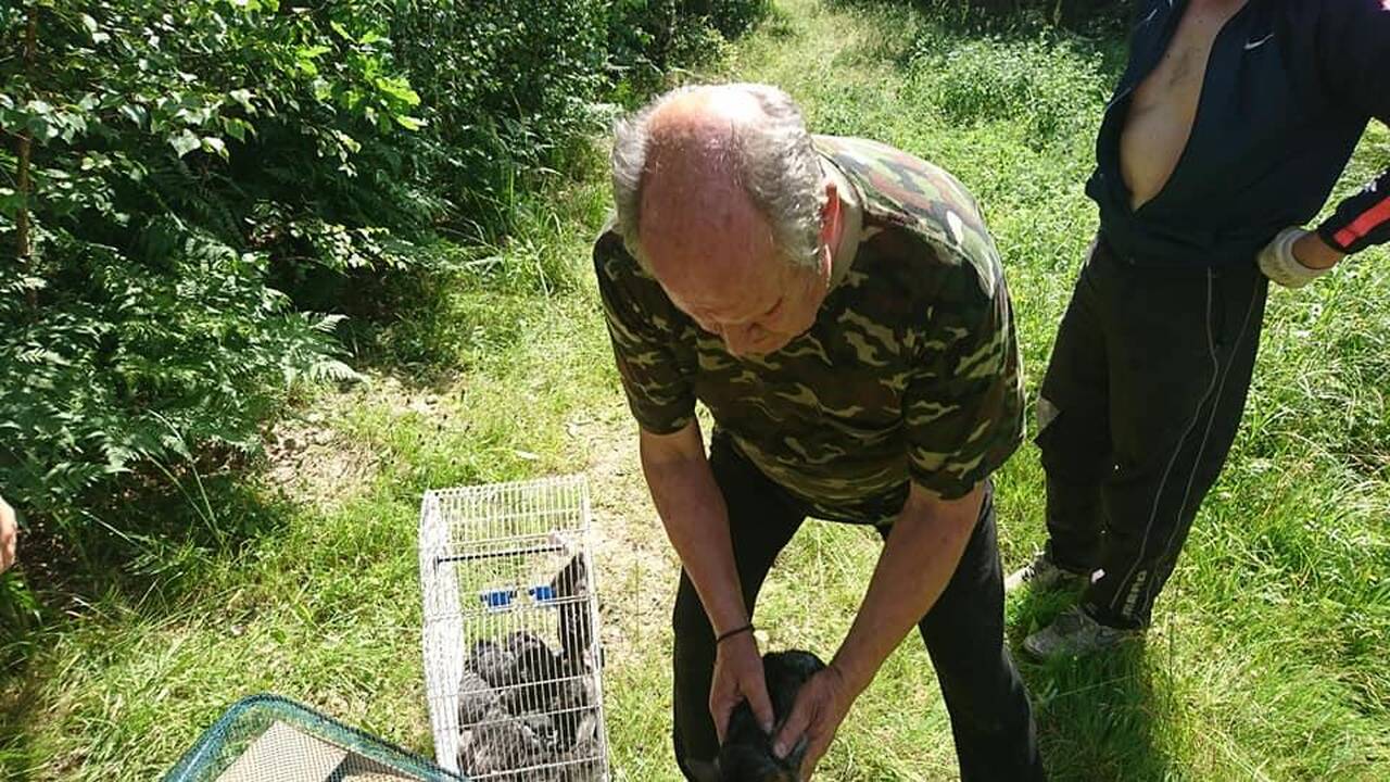 Netikėtumas: Plungės rajono miškuose kažkas atsikratė kone visa ferma šinšilų.