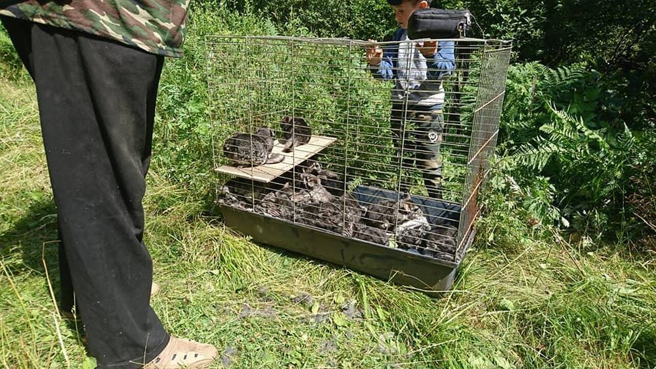 Netikėtumas: Plungės rajono miškuose kažkas atsikratė kone visa ferma šinšilų.