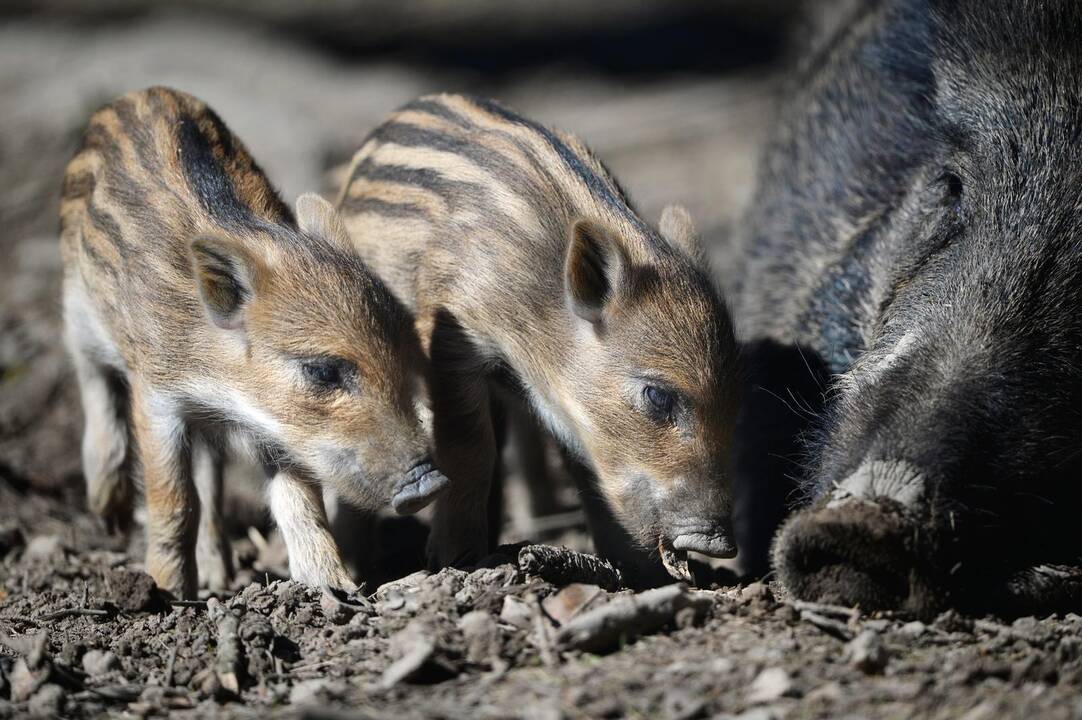 Per savaitę afrikinis kiaulių maras nustatytas 19 šernų