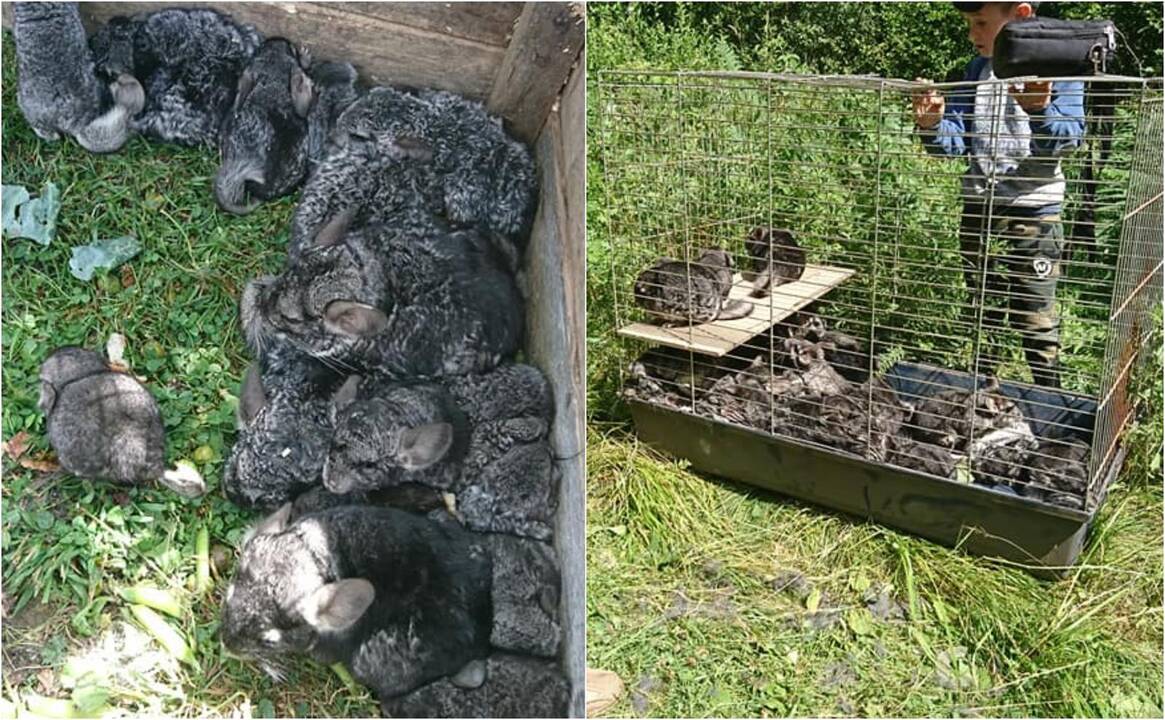 Netikėtumas: Plungės rajono miškuose kažkas atsikratė kone visa ferma šinšilų.
