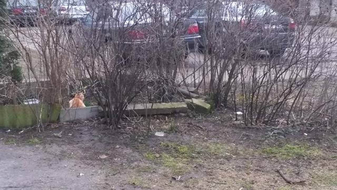 Kasdienybė: žmonės pyksta, esą daugiabučio kiemas virsta beglobių kačių prieglauda.
