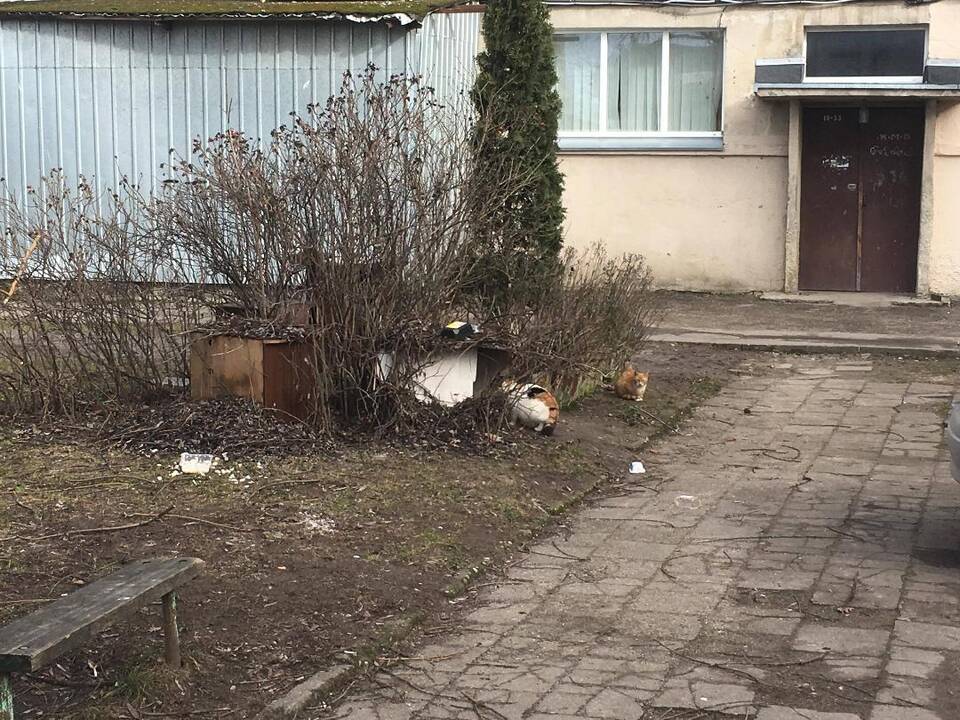 Kasdienybė: žmonės pyksta, esą daugiabučio kiemas virsta beglobių kačių prieglauda.