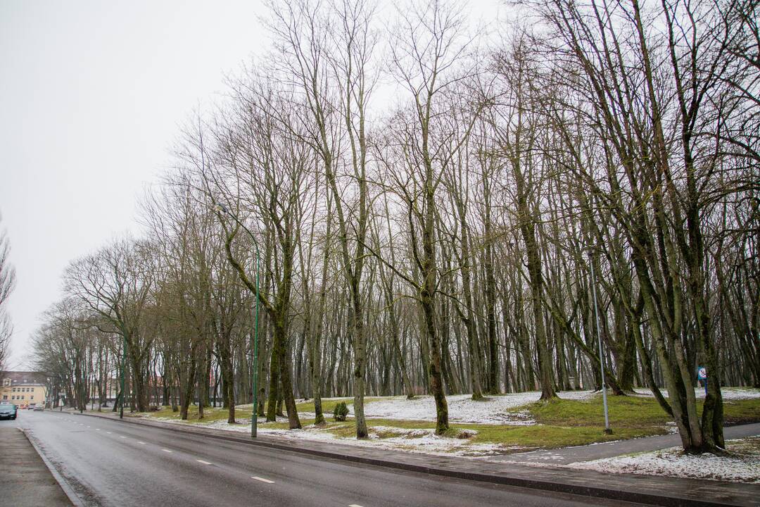 Iš­ban­dy­mas: Skulp­tū­rų par­ko su­tvar­ky­mo pro­jek­tas – ne­men­kas iš­šū­kis mies­to val­džiai.