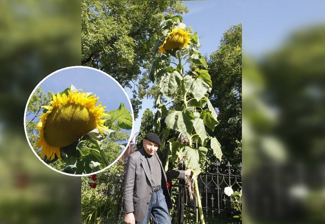 Eksponatas: muziejininkas D.Varkalis ir pats labai nustebo, kai Kalvystės muziejaus kieme taip išstypo saulėgrąža.