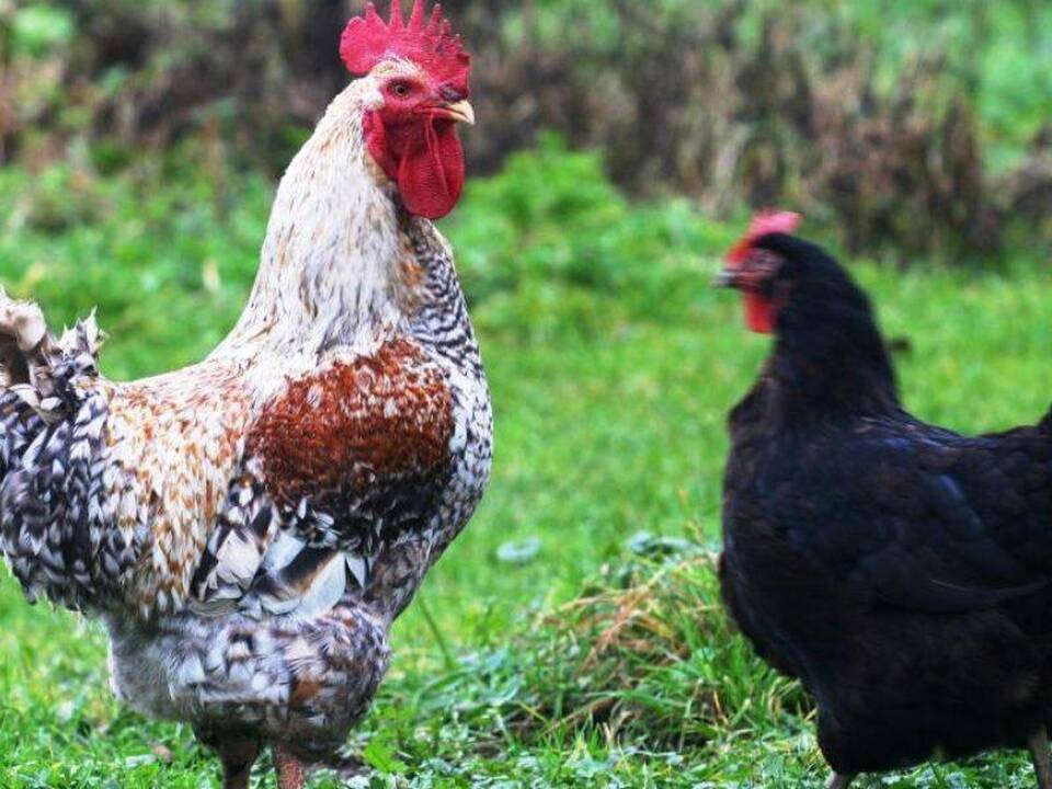 Asociatyvi nuotr.