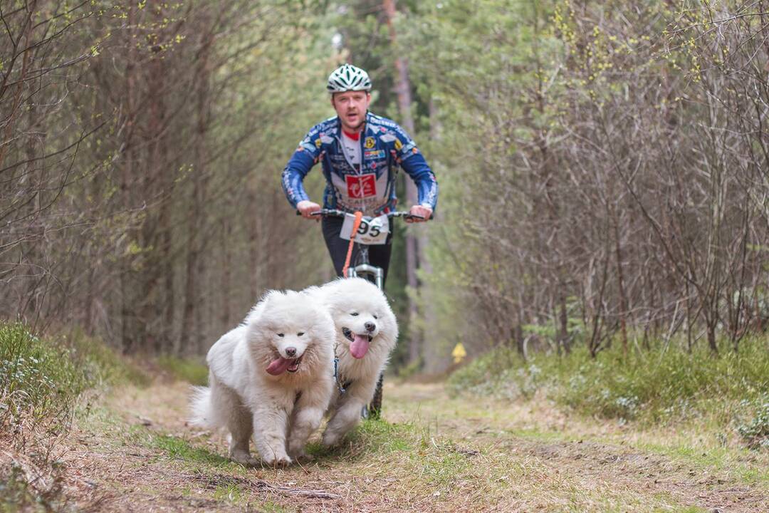 Pasirinkimas: šunų kinkinių sporte H.Skibiniauskas suderina du savo pomėgius – dviračius ir augintinius šunis.