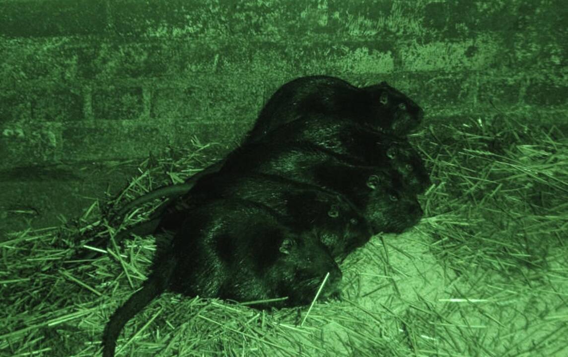 Iš Šiaulių regiono gyventojo konfiskuota pusšimtis nutrijų
