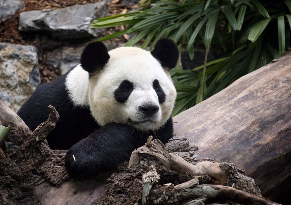 Da Mao