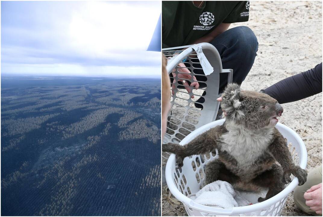 Australijoje iškrito ilgai lauktas lietus: ar ugniagesiams pavyks suvaldyti gaisrus?