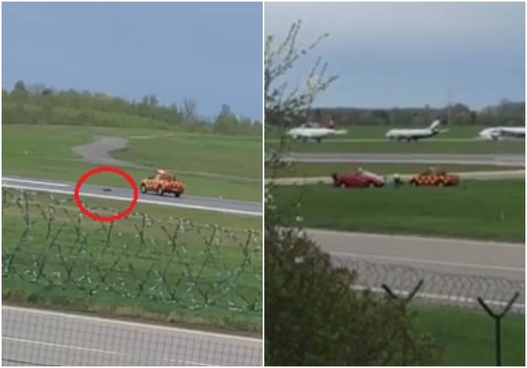 Žiaurus Vilniaus oro uosto darbuotojų elgesys: automobiliu vaikėsi ir pervažiavo lapę