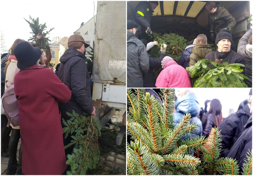Įvyko: kasmetinė tradicija grįžo, miškininkai ir vėl dalijo eglių šakas.