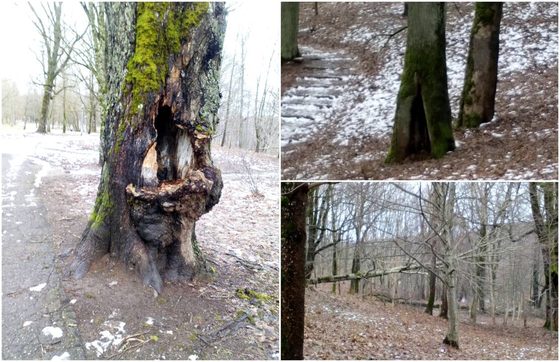 Objektai: Gargždų parke lankytojams siaubą kėlė drevėti ir išpuvę medžiai.