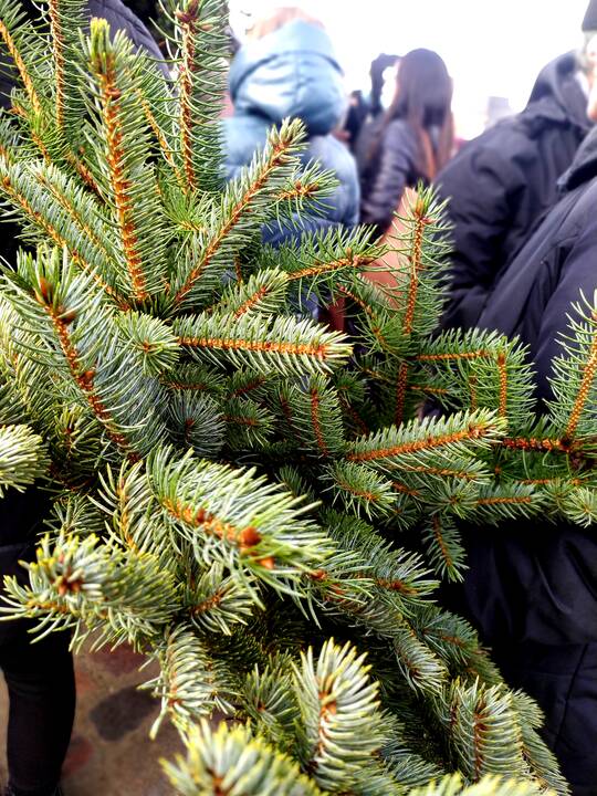 Įvyko: kasmetinė tradicija grįžo, miškininkai ir vėl dalijo eglių šakas.