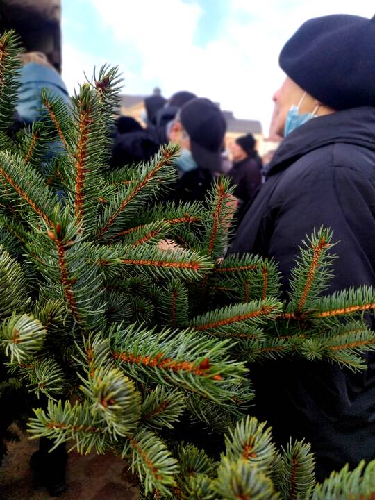 Įvyko: kasmetinė tradicija grįžo, miškininkai ir vėl dalijo eglių šakas.
