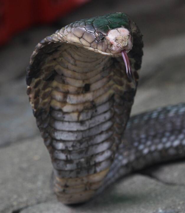 Asociatyvi nuotr.