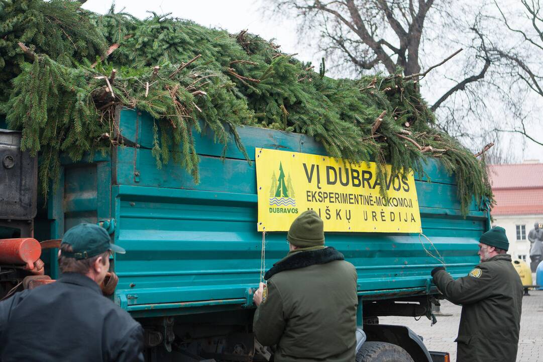 Eglučių šakų dalinimas Rotušės aikštėje