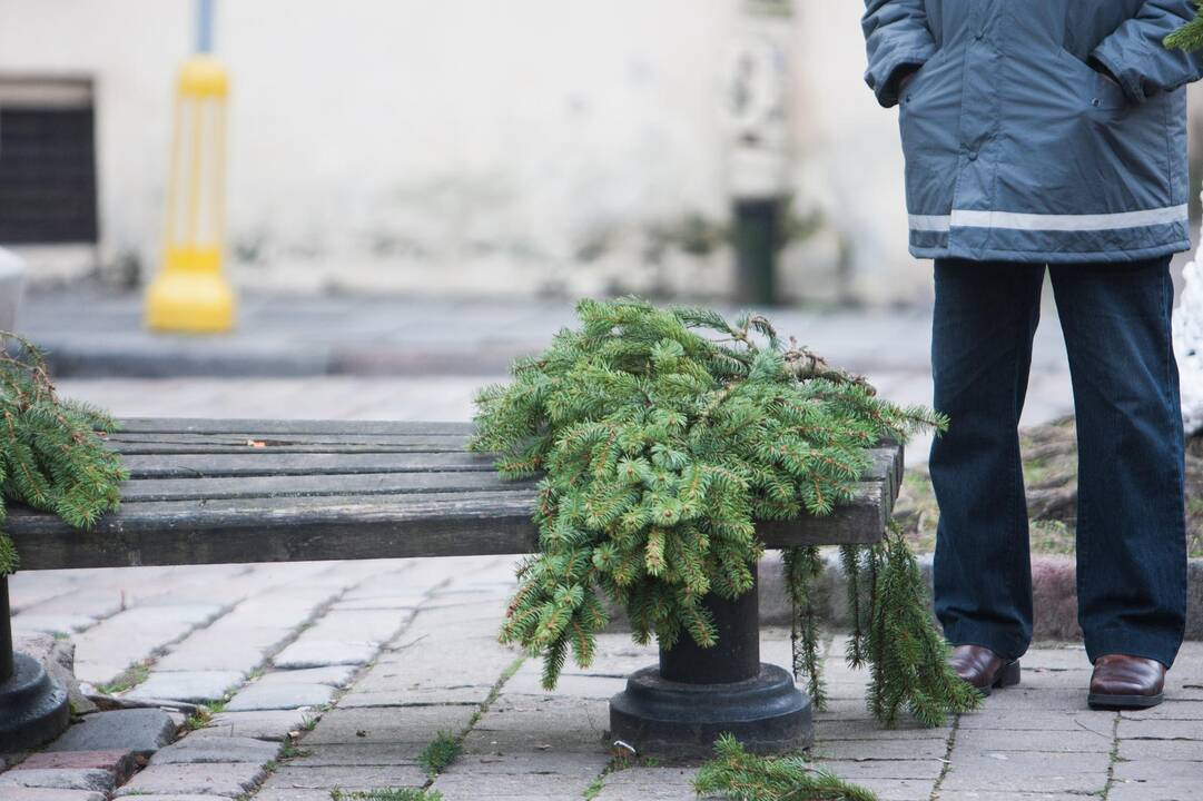 Eglučių šakų dalinimas Rotušės aikštėje