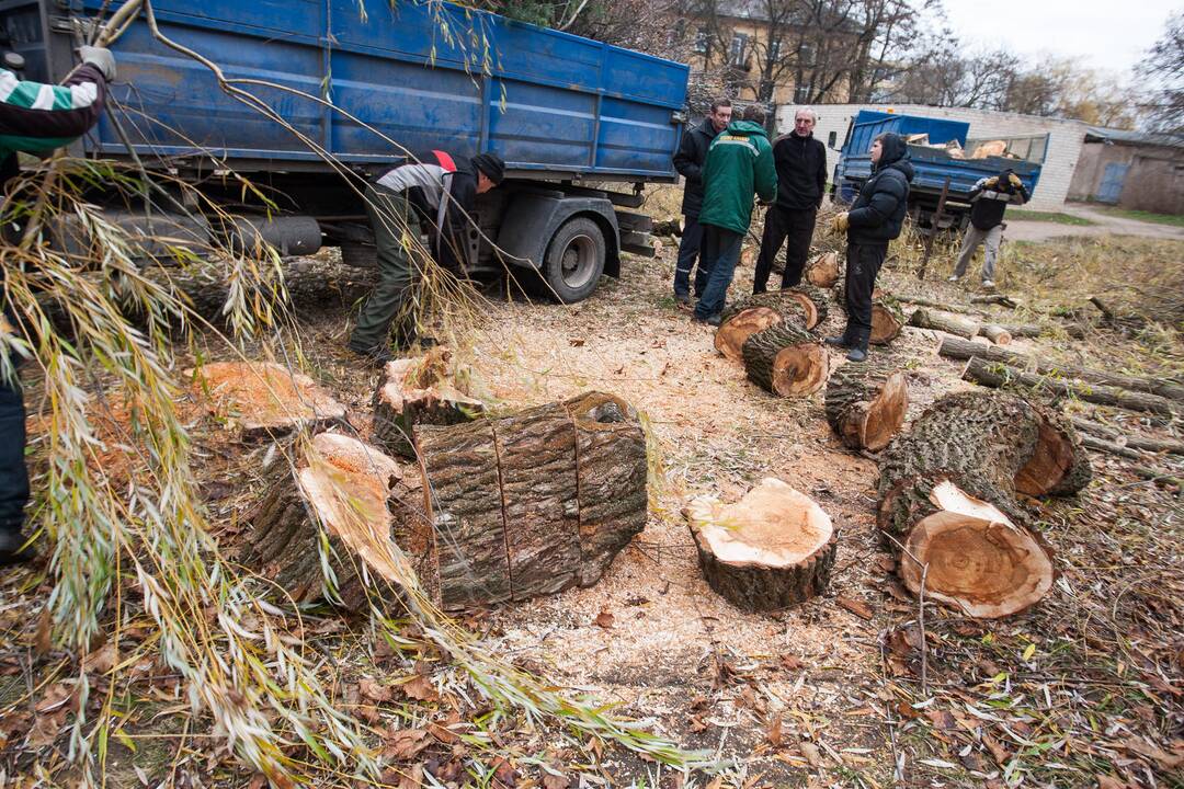 Medžių kirtimas