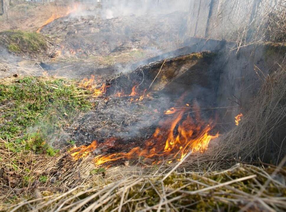 Lietuvoje pleškėjo pirmoji sausa žolė, žuvo kiškių jaunikliai