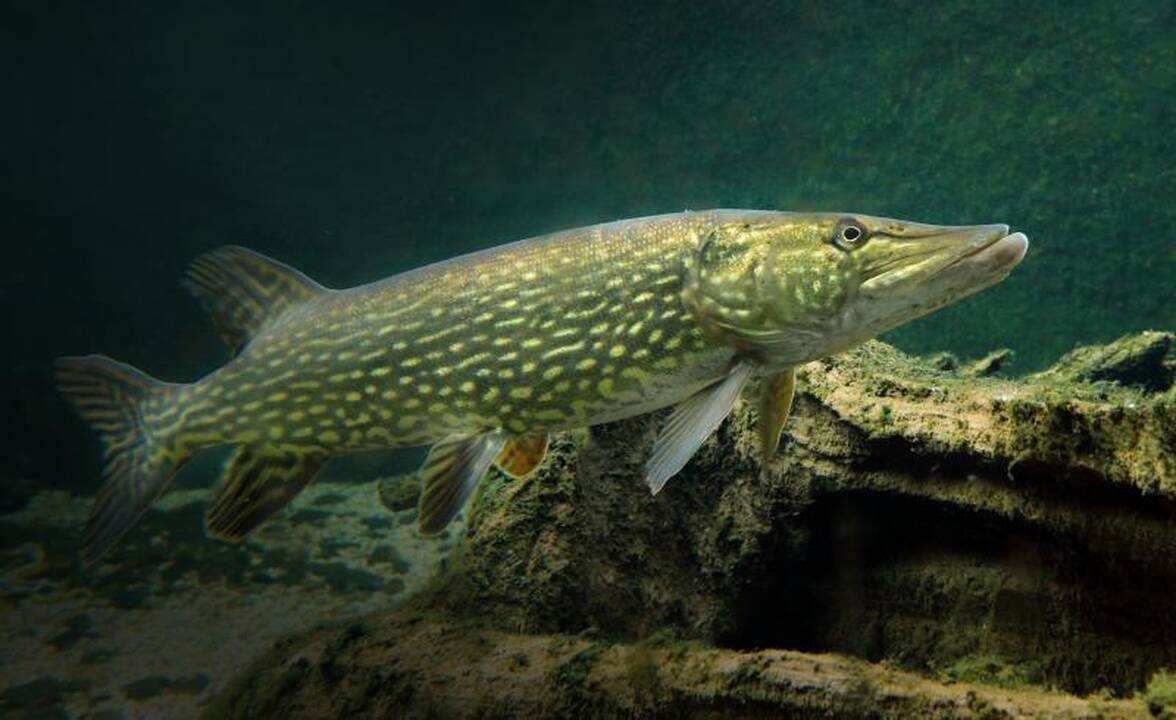 Akcijai „Lydeka“ telkiamos didelės aplinkosaugininkų pajėgos
