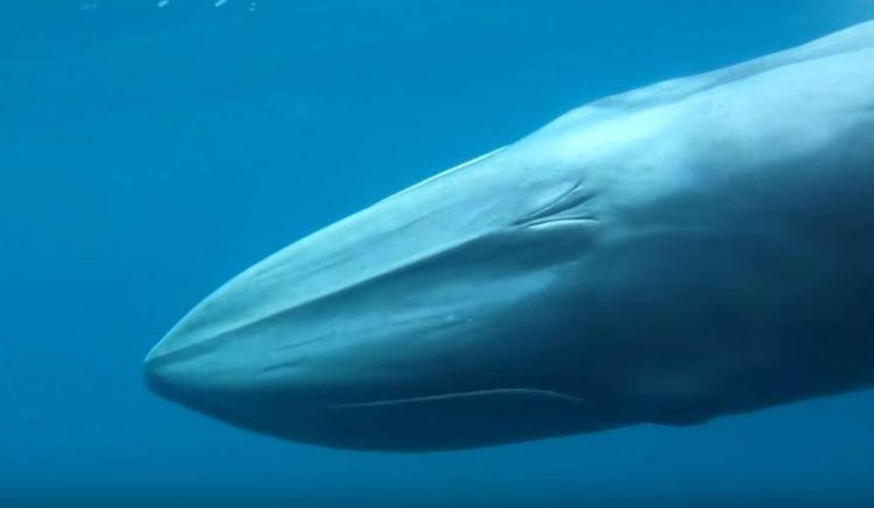 Pagaliau pavyko nufilmuoti paslaptingiausią planetos vandenynų žinduolį