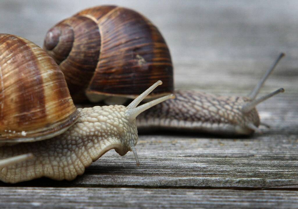 Pasaulinėse sraigių lenktynėse nugalėtojos laukia salotų lapų puokštė