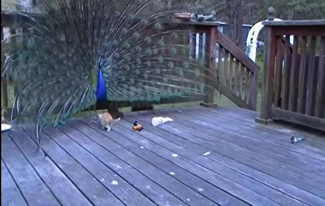 Marga povo uodega sudomino ir smalsuolį katinėlį