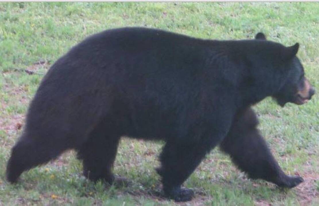 Į kepyklėlę įsilaužęs lokys sušlamštė visus pyragus, išskyrus rabarbarų